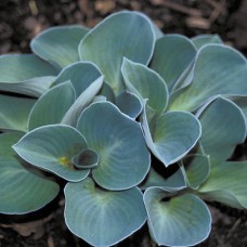 Хоста "Blue Mouse Ears" 